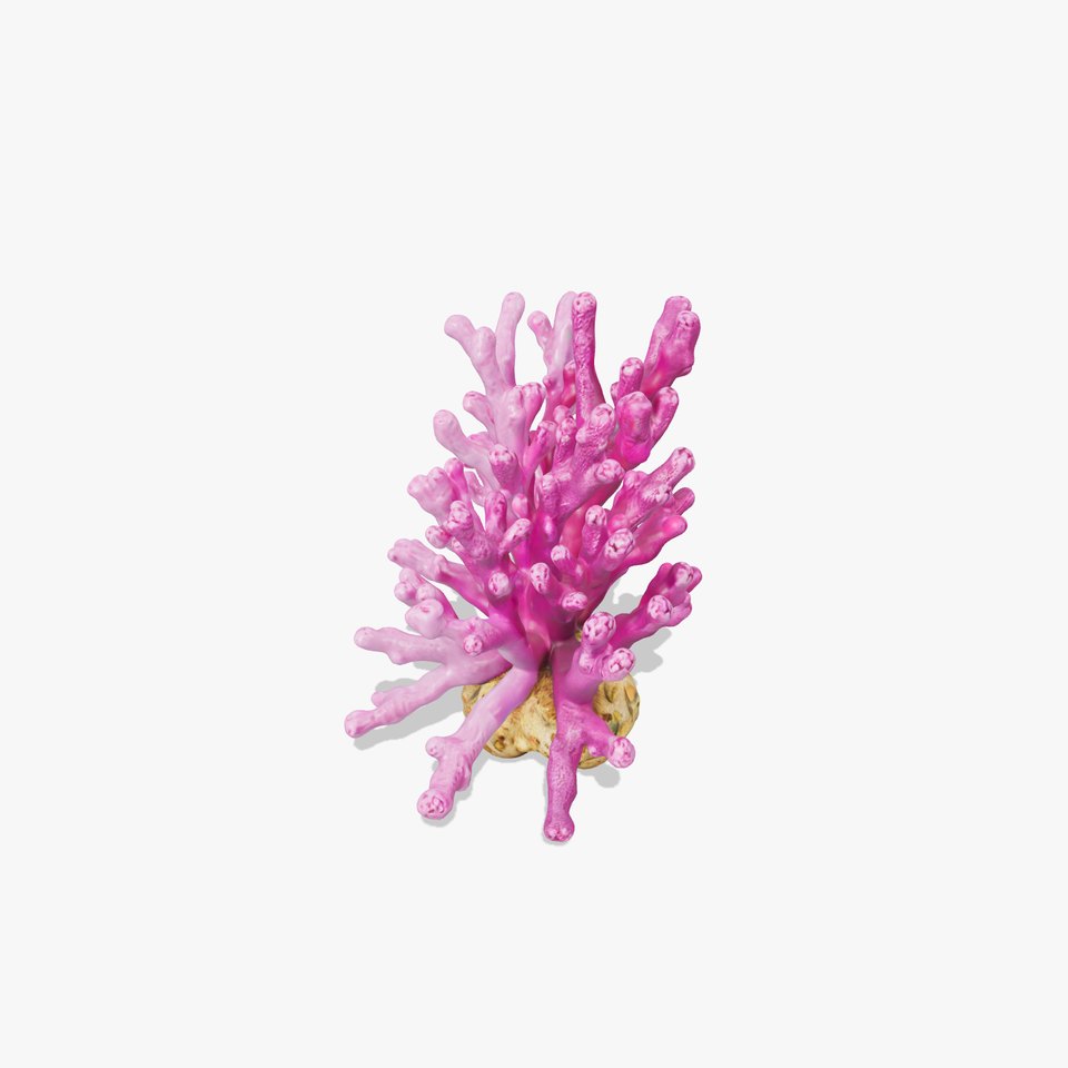Vibrant Coral Reef Model Pack